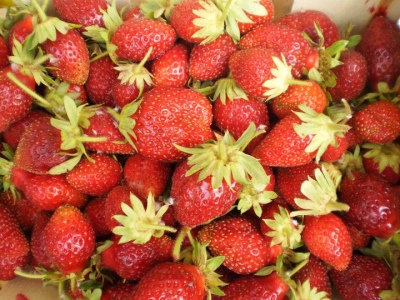 fraises biologiques